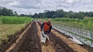 FARMER’S SECRET TO FERTILE SOIL AND ABUNDANT CROPS WITH ORGANIC FERTILIZER!  -Agriculture Farming