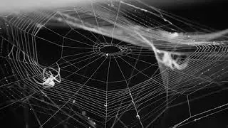 Classic American Poetry Reading: A Noiseless Patient Spider by Walt Whitman