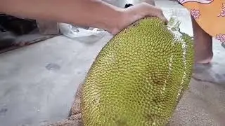 How to ripen Jackfruit at home