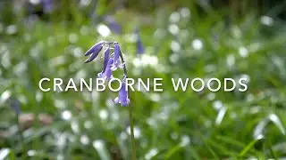 Cranborne Woods (17 May 1994) by James Harpur