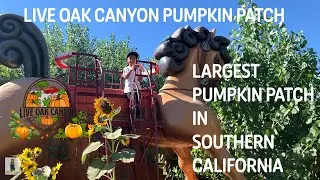 Largest So Cal Pumpkin Patch is OPEN ! Live Oak Canyon !