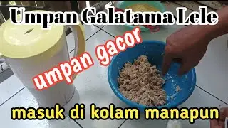 Gara gara umpan ini saya sering juara..!!!#galatamaikanlele