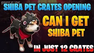 Can I Get Shiba Pet In Just 12 Crates || Shiba Pet Crate Opening || Watch Till The End