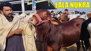 Lal Nukray Dekh Kar Heran Reh Gaye 😍 | Multan Mandi | Mandi Kay Rang