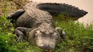 Savannah National Wildlife Refuge: Waterway for Wildlife