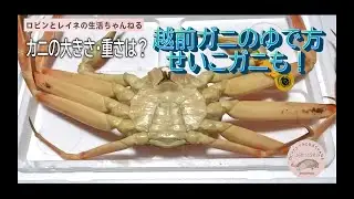 生の越前ガニ・せいこガニのゆで方～カニの大きさ・重さは？