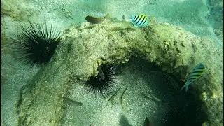 Champion Snorkel Tour 1/24/26 10am 