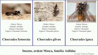 Insetos, ordem Mosca, fam&iacute;lia Asilidae choerades insect magnum marginata pulchra nigrescens NEFFEX