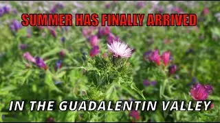 Summer has finally arrived .....   Guadalentin Valley Murcia Spain