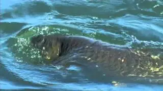 John Langridge fishing for grass carp