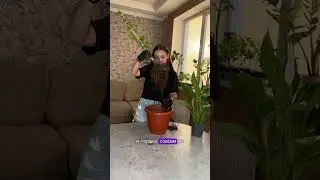 Фикус бенджамина реанимация.
