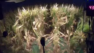 Chopping Earlage