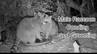 Male Raccoon Bonding and Grooming Behavior #wildlife