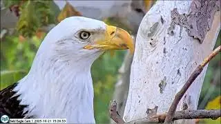 USS Bald Eagle Cam 1 & Nest Cam on 10-21-25 @ 15:15 Female visitor hangs out with Irvin at the nest