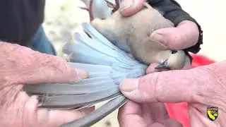 Banding of Mourning Doves