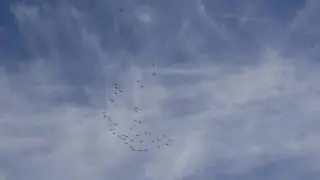 Sandhill Crane Migration 12-7-16