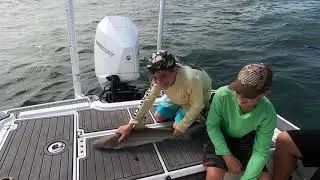Shark Fishing In Tampa Bay