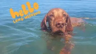 Long weekend vibes with my Vizslas & Cavoodle 