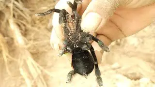 Cobra Catching TV: Dig a cave to catch Tarantulas Spider | How to catch a Tarantula Spider