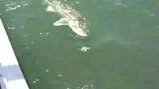 Green Sturgeon hooked in Humboldt Bay, CA