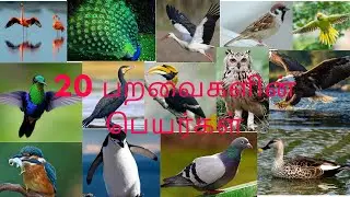 20 பறவைகளின் பெயர்கள் | 20 Birds Names in Tamil | Kids Learning