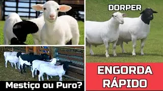 OVELHA DORPER, SANTA INÊS e MESTIÇOS #ovelhas #dorper #santaines