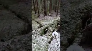 Multipel rotv&auml;lta! #windthrow #fallentrees #forestry