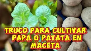 Cómo cultivar patata o Papa en maceta #patatas #abonoorganico #papasenmaceta #huertacasera 
