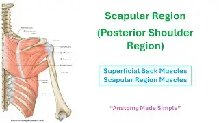 Anatomy of the Scapular Region | Muscles, Nerve Supply & Clinical Anatomy | Upper Limb Anatomy