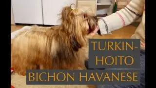 Koiranpennut (havannankoira): turkinhoitoon kannattaa totuttaa heti pentuna @KRANTTUTANTTU