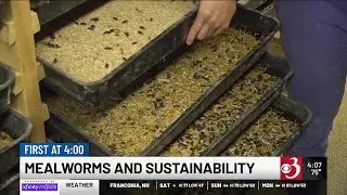 Could mealworms help make local food systems more sustainable?