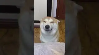 Cute animals compilation | #cuteanimals #cuteanimemoments #cuteanimalscompilation #shorts