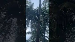 India. Goa #food #india #goa #coconut #tree #palm #morjim