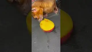 He loves mangoes 🥭😍🤣 #mango #monkey #kinkajou #racoon #pet #cute #adorable #shorts #viralshorts