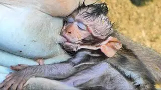 Adorable little Jagger try to hugs mother drinks milk fresh so much hungry sweetie 