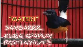 Burung murai gacor KEJAM BIKIN LAWAN TERPANCING EMOSI, Full materi