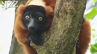 Z&uuml;rcher Zoo: Auf dem Weg zum Naturschutzzentrum - Dokumentation von NZZ Format (2003)