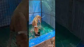 Innovative Shelter / home  For Street Dogs ready  ,Sure To Win Your Heart #save #shelter  #viral #yt