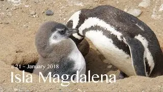 Penguins on Isla Magdalena - Chile
