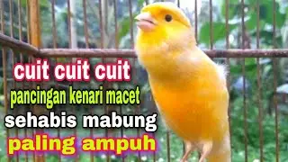 Pancingan Kenari Macet Bunyi Biar Gacor Dor