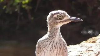 Quattro occhioni