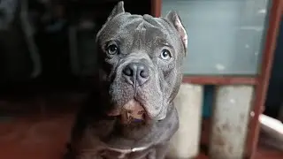 FEEDING MY AMERICAN BULLY WITH VEGETABLES | DOG FOOD | SQUASH | CARROTS