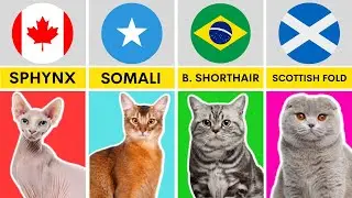 Cat Breeds from Different Countries