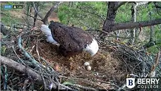 berry eagles jan15 1 2020