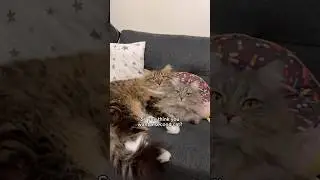 Приготовьтесь к небольшому хаосу и огромной любви 😹 #кошачьишорты #кошачьяжизнь #милыекошки