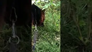 Curious dog 🐶(german shepherd)