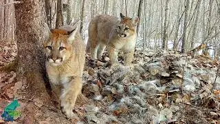 First footage ever of a cougar with kittens in Minnesota