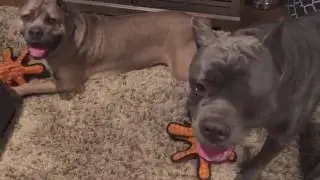 Big Dog Toy Review - Tuffy Octopus