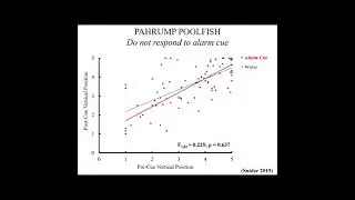 Does evolutionary na&iuml;vet&eacute; explain the anti-predator response of the Moapa White River Springfish?