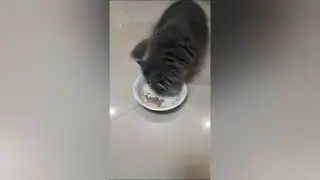 Mr.coby pretty cat#shortsvideo #funnycats #shortsfeed #catcute #foodcats #catloversworld
